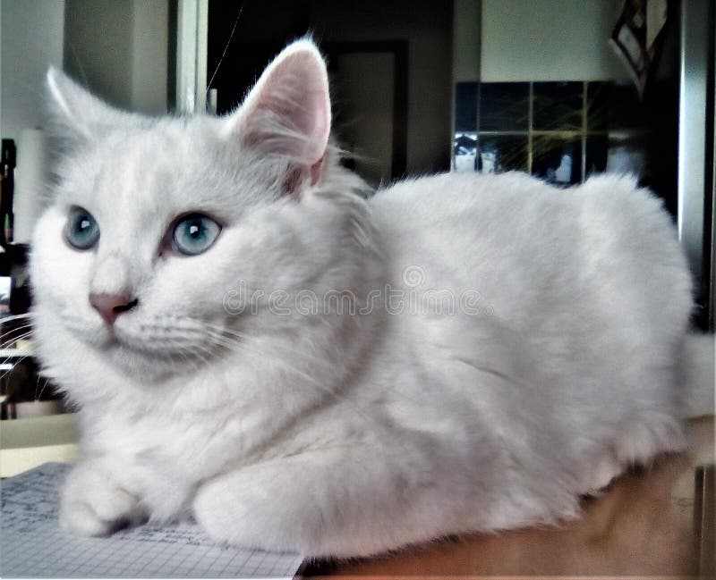 Meine weiße junge Katze lizenzfreie stockfotos Meine weiße junge Katze lizenzfreie stockfotos