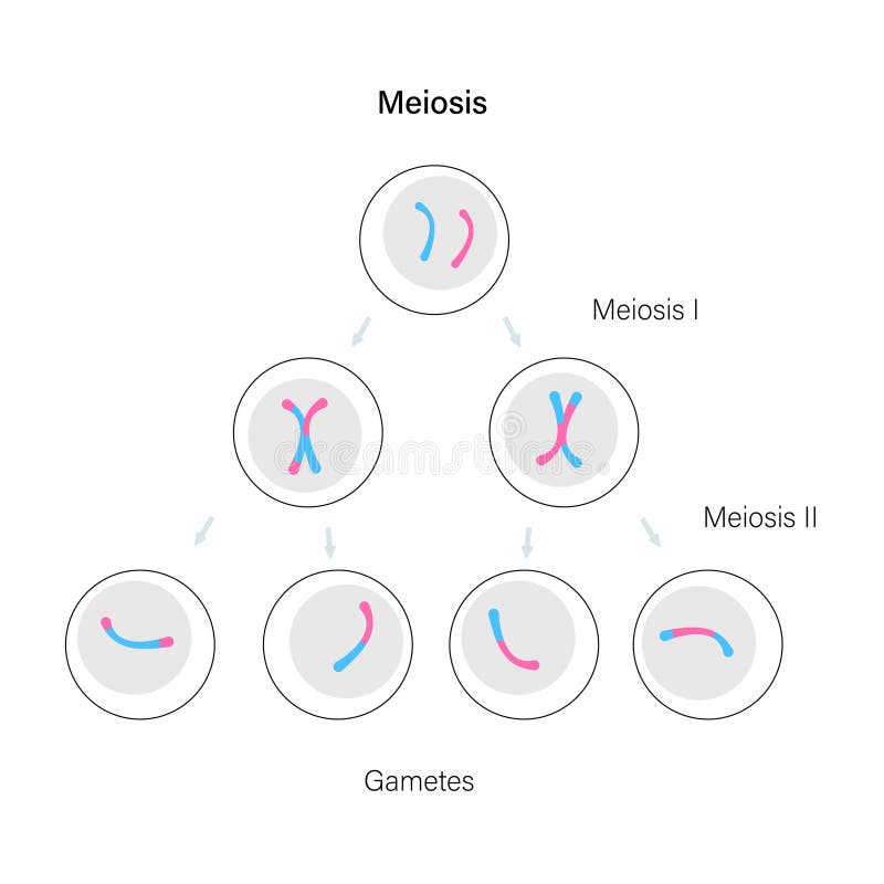 Meiosis cell division stock vector. Illustration of cell Biology Diagrams