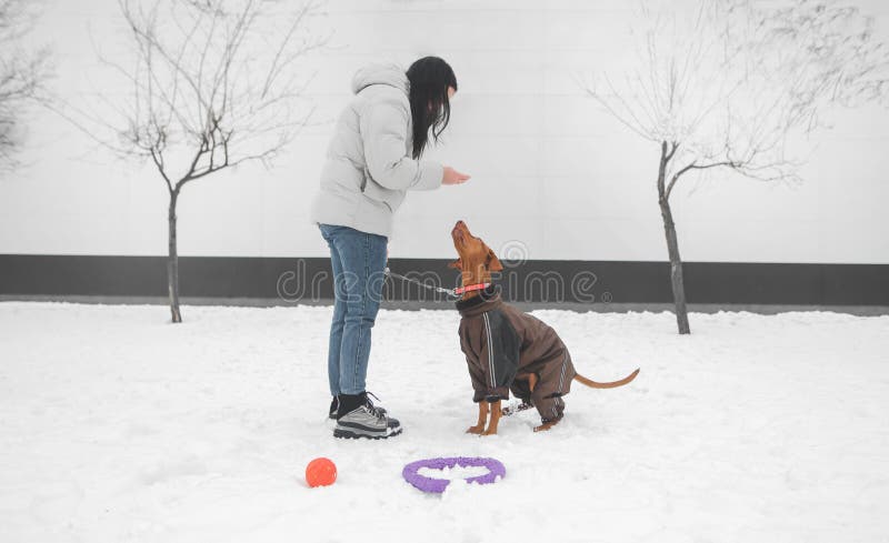 Meisje die de winterkleren op een hond voor een leiband dragen, die in de winter door de straat lopen royalty-vrije stock foto's Meisje die de winterkleren op een hond voor een leiband dragen, die in de winter door de straat lopen royalty-vrije stock foto's