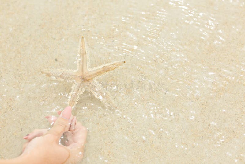 Meisje die de zeester op, mooie zeester in glasheldere overzees, reisconcept op tropisch zeesterstrand houden royalty-vrije stock afbeeldingen Meisje die de zeester op, mooie zeester in glasheldere overzees, reisconcept op tropisch zeesterstrand houden royalty-vrije stock afbeeldingen