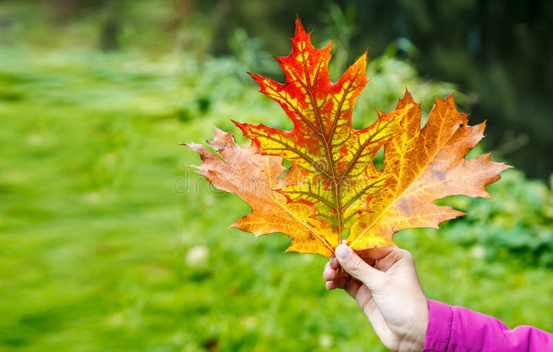 Meisje die multicolored de herfstbladeren houden royalty-vrije stock afbeelding Meisje die multicolored de herfstbladeren houden royalty-vrije stock afbeelding