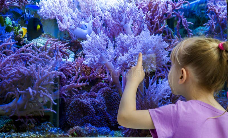Meisje het letten op vissen en koralen in het aquarium royalty-vrije stock foto Meisje het letten op vissen en koralen in het aquarium royalty-vrije stock foto