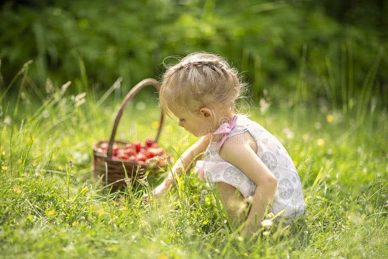 Little girl picking strawberries in a basket background of nature. Little girl picking strawberries in a basket background of nature.