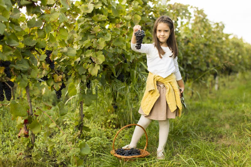 Meisje in wijngaard royalty-vrije stock afbeelding