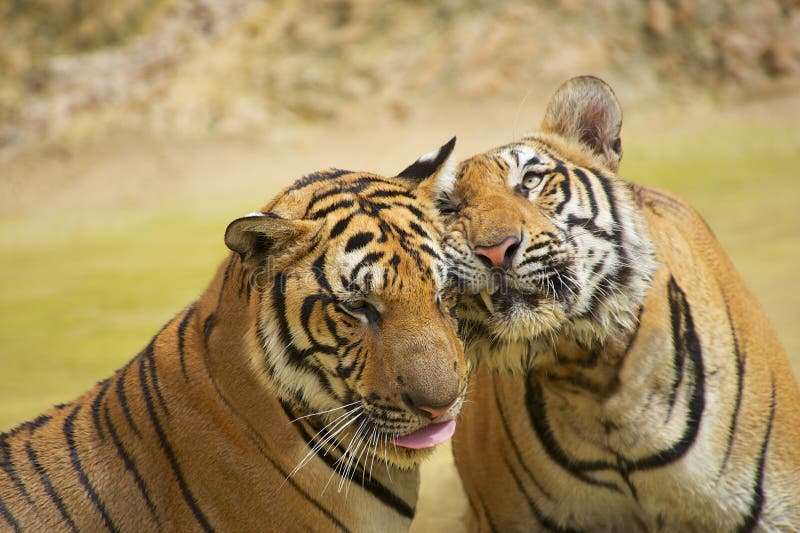 Tigers rub cheeks. The Indochinese tiger (Panthera tigris corbetti) is a tiger subspecies found in the Indochina region of Southeastern Asia. Tigers rub cheeks. The Indochinese tiger (Panthera tigris corbetti) is a tiger subspecies found in the Indochina region of Southeastern Asia.