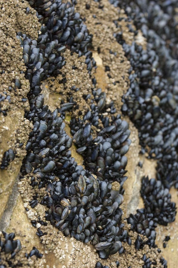 Mejillones en rocas en la orilla de mar, mariscos imagen de archivo Mejillones en rocas en la orilla de mar, mariscos imagen de archivo