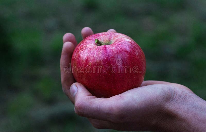mela rossa attuale immagini stock libere da diritti mela rossa attuale immagini stock libere da diritti