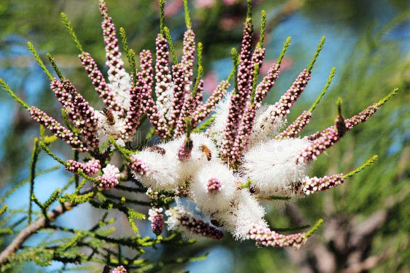 Melaleuca diosmatifolia | Rosy Honey Myrtle information & photos