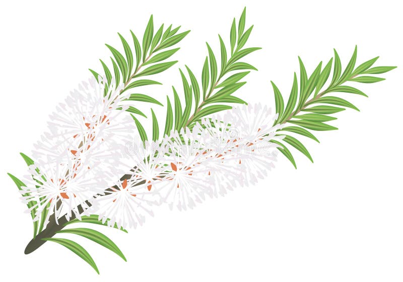 Melaleuca - árbol del té. libre illustration Melaleuca - árbol del té. libre illustration
