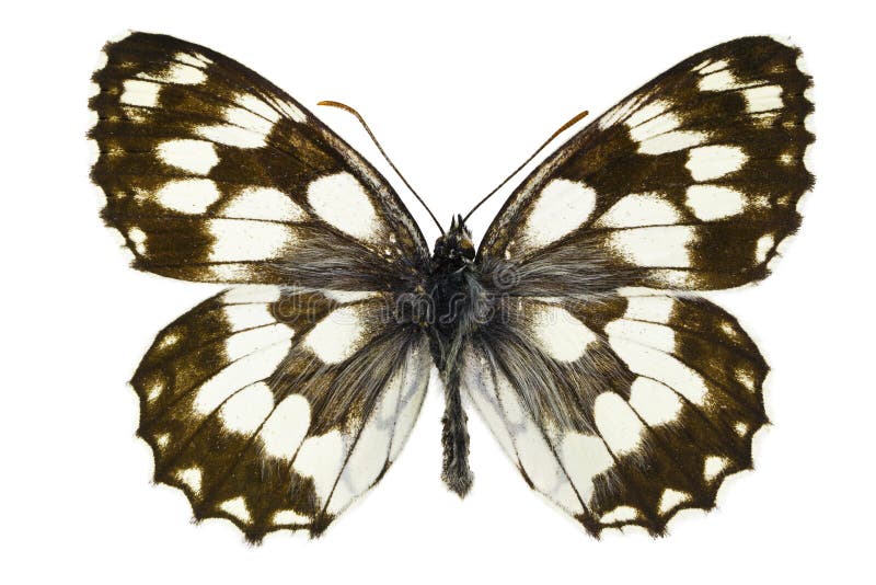 Melanargia galathea