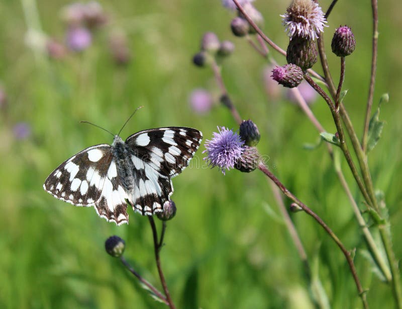 Melanargiagalathea, de marmer witte vlinder - dieren en het wild, mooie insecten royalty-vrije stock afbeelding Melanargiagalathea, de marmer witte vlinder - dieren en het wild, mooie insecten royalty-vrije stock afbeelding