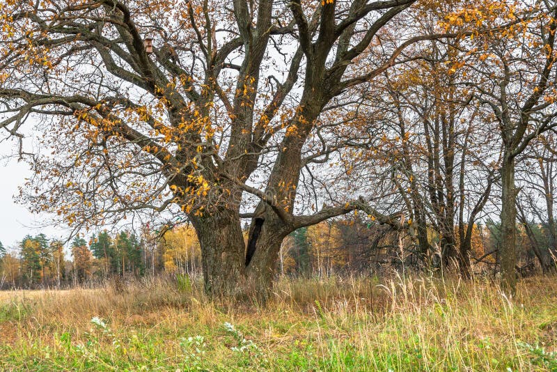 Melancholic autumn landscape. Almost leafless old oak tree on the fading field in a cloudy evening. Melancholic autumn landscape is full of sad harmony. Lonely royalty free stock image Melancholic autumn landscape. Almost leafless old oak tree on the fading field in a cloudy evening. Melancholic autumn landscape is full of sad harmony. Lonely royalty free stock image