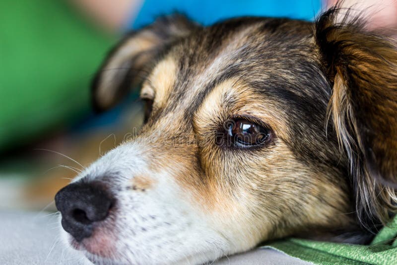 Melancholy Dog Looking Somewhere Stock Image Image of closeup, front