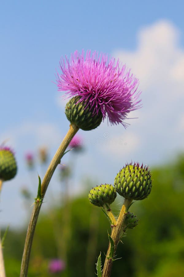 Melancholy Thistle Cirsium Heterophyllum Stock Image Image of closeup