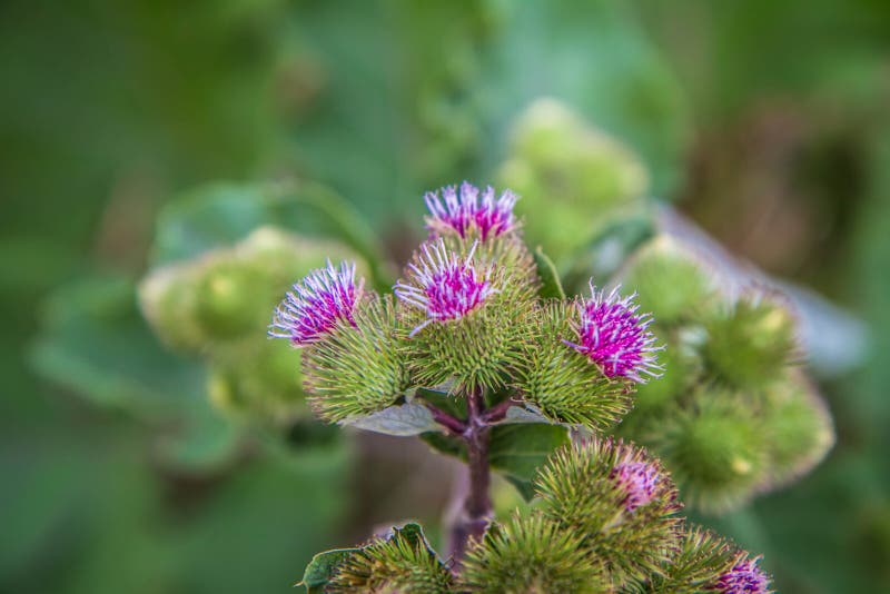 The Melancholy thistle stock photo. Image of cultivate 153509250