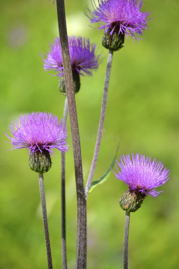 Melancholy thistle stock image. Image of floral, blooming 56945515