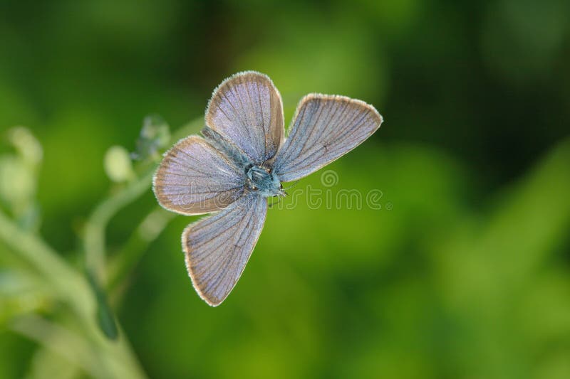 Mazarine blue butterfly (Cyaniris semiargus). Focus on the back of the insect. Mazarine blue butterfly (Cyaniris semiargus). Focus on the back of the insect.