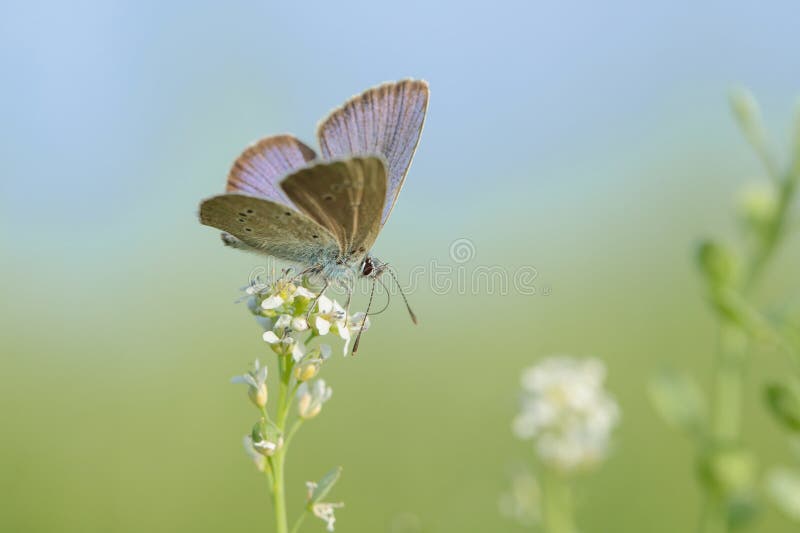 Mazarine blue butterfly (Cyaniris semiargus) on a blossom. Use for wildlife journals. Place for your text. Mazarine blue butterfly (Cyaniris semiargus) on a blossom. Use for wildlife journals. Place for your text.