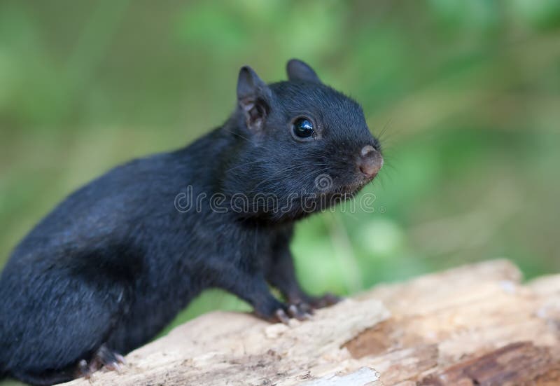 Melanistic Black chipmunk