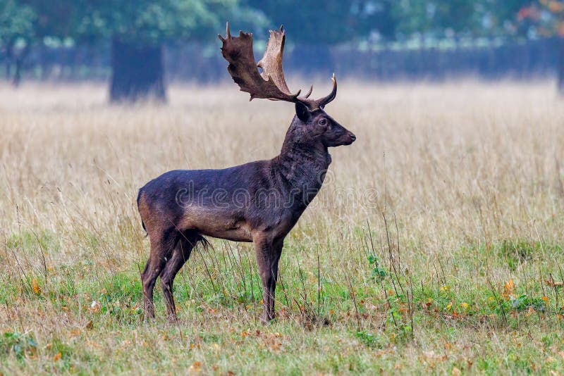 Melanistic Fallow Deer Buck - Dama dama.