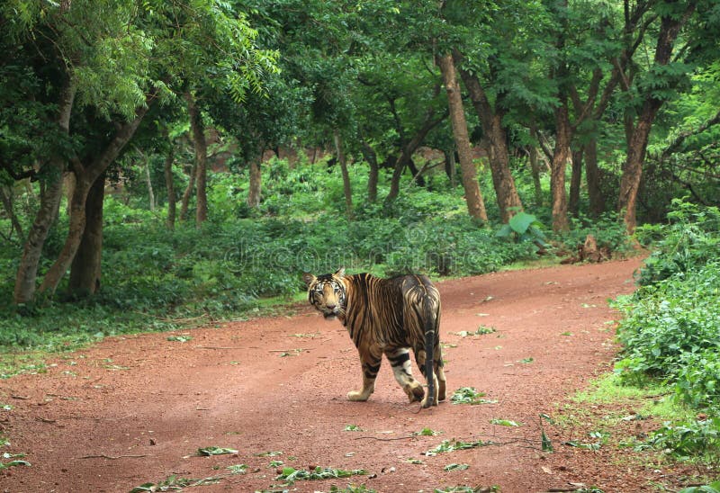 Melanistic tiger of Nandankanan