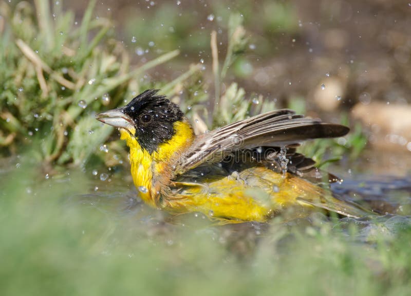 Melanocephala del Emberiza fotografia stock libera da diritti Melanocephala del Emberiza fotografia stock libera da diritti