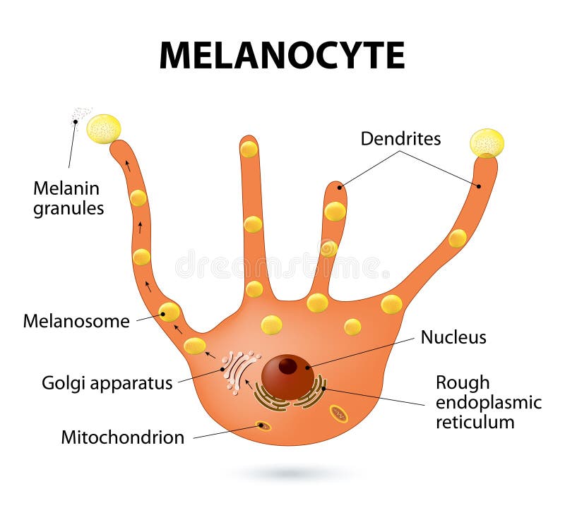 Melanocyte, melanin and melanogenesis. Melanocyte - melanin producing cells. Melanin is the pigment responsible for skin color