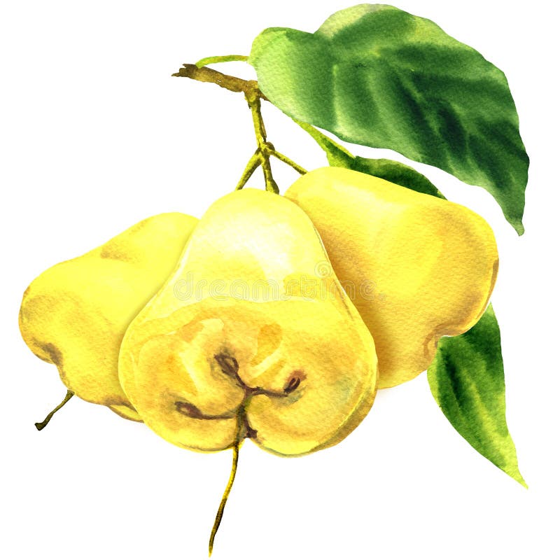 Melarosa gialla di frutti tre freschi con le foglie sul ramo isolato, illustrazione disegnata a mano dell'acquerello su bianco royalty illustrazione gratis Melarosa gialla di frutti tre freschi con le foglie sul ramo isolato, illustrazione disegnata a mano dell'acquerello su bianco royalty illustrazione gratis