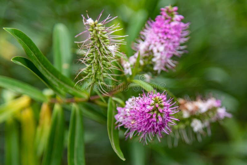 Flora and Fauna at the Melbourne Botanical Gardens Stock Image - Image of  botanic, blooming: 168488419