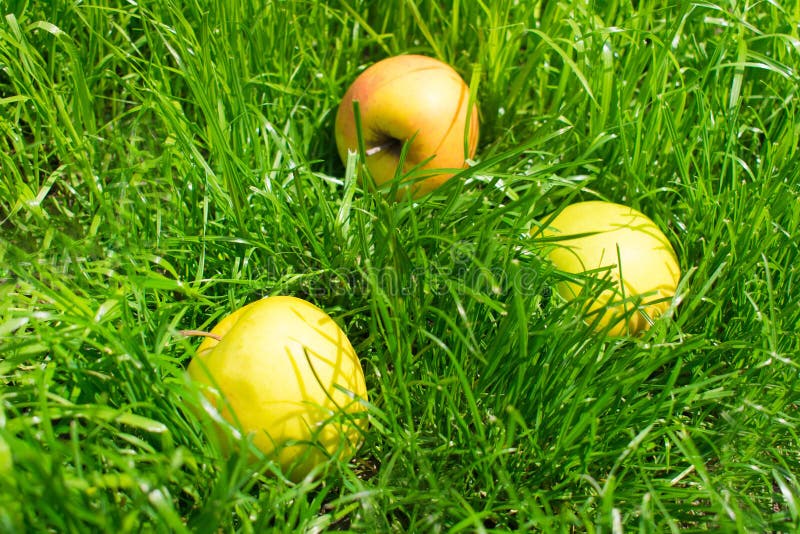 Mele gialle su erba verde immagine stock Mele gialle su erba verde immagine stock