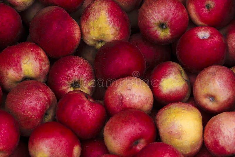 Mele rosse dopo pioggia immagini stock libere da diritti Mele rosse dopo pioggia immagini stock libere da diritti