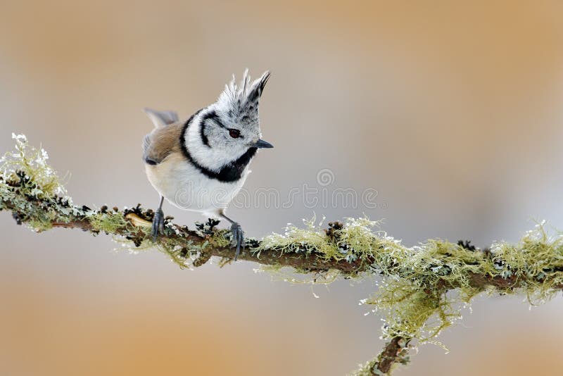 Crested Tit sitting on beautiful lichen branch with clear background. Song bird in the nature habitat. Detail songbird portrait. Crested Tit sitting on beautiful lichen branch with clear background. Song bird in the nature habitat. Detail songbird portrait.