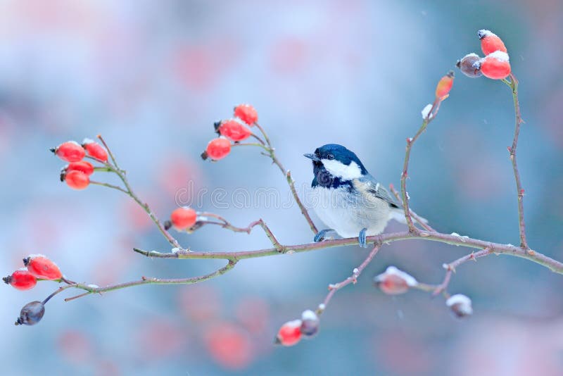 Coal Tit on snowy wild red rose branch. Cold morning in the nature. Songbird in the nature habitat. Wildlife scene from winter forest, Germany, Europe. Bird in the habitat. Coal Tit on snowy wild red rose branch. Cold morning in the nature. Songbird in the nature habitat. Wildlife scene from winter forest, Germany, Europe. Bird in the habitat.