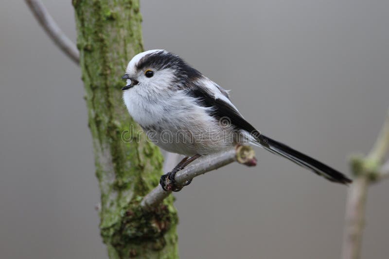 Chapim-de-cauda-longa imagens de stock