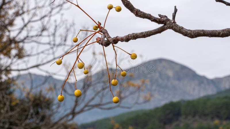 Melia azedarach or Chinaberry Tree with fruit in detail stock images
