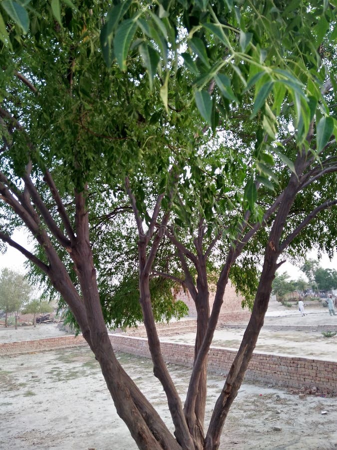MELIA AZEDARACH/COMMONLY; DE BES /PRIDE VAN CHINA VAN DE BOOM /CAPE VAN INDIA /BEED VAN SERING royalty-vrije stock foto MELIA AZEDARACH/COMMONLY; DE BES /PRIDE VAN CHINA VAN DE BOOM /CAPE VAN INDIA /BEED VAN SERING royalty-vrije stock foto