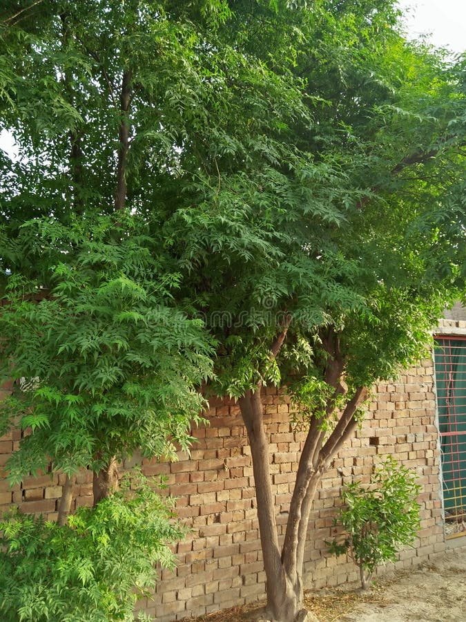 MELIA AZEDARACH/COMMONLY; DE BES /PRIDE VAN CHINA VAN DE BOOM /CAPE VAN INDIA /BEED VAN SERING royalty-vrije stock afbeeldingen MELIA AZEDARACH/COMMONLY; DE BES /PRIDE VAN CHINA VAN DE BOOM /CAPE VAN INDIA /BEED VAN SERING royalty-vrije stock afbeeldingen