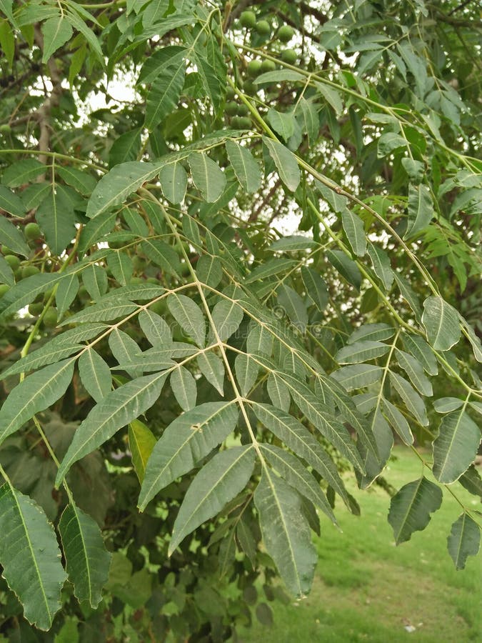 MELIA AZEDARACH/COMMONLY; DE BES /PRIDE VAN CHINA VAN DE BOOM /CAPE VAN INDIA /BEED VAN SERING stock afbeeldingen MELIA AZEDARACH/COMMONLY; DE BES /PRIDE VAN CHINA VAN DE BOOM /CAPE VAN INDIA /BEED VAN SERING stock afbeeldingen