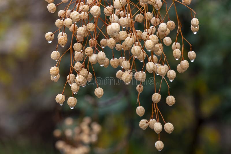 Melia fruit during the rain. Melia azedarach or chinaberry tree stock photography