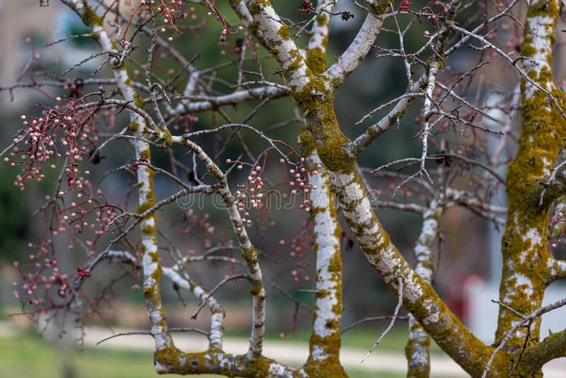 Melia fruit during the rain. Melia azedarach or chinaberry tree royalty free stock photography