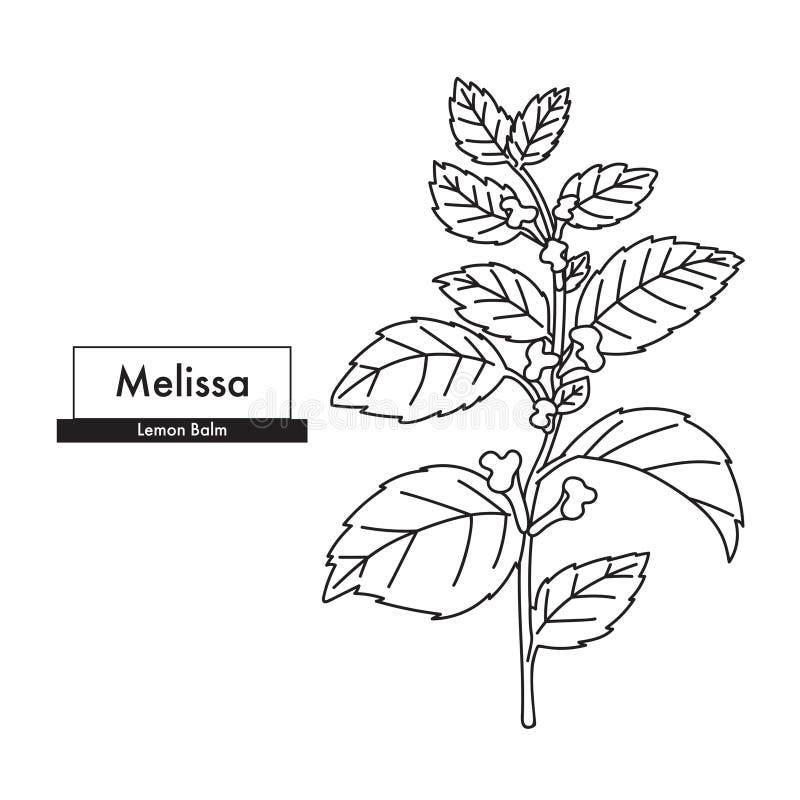 Melissa Plant Lemon Balm Drawing Stock Illustrations – 57 Melissa Plant ...