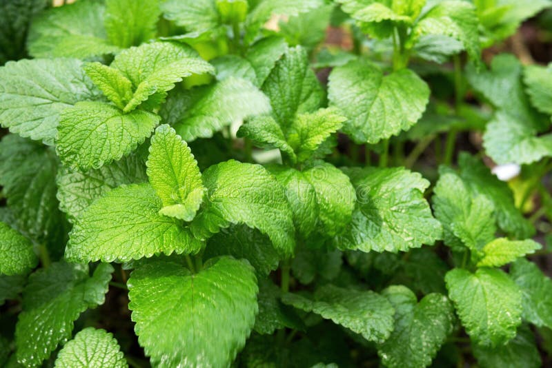 melissa χορταριών officinalis στοκ φωτογραφίες με δικαίωμα ελεύθερης χρήσης melissa χορταριών officinalis στοκ φωτογραφίες με δικαίωμα ελεύθερης χρήσης
