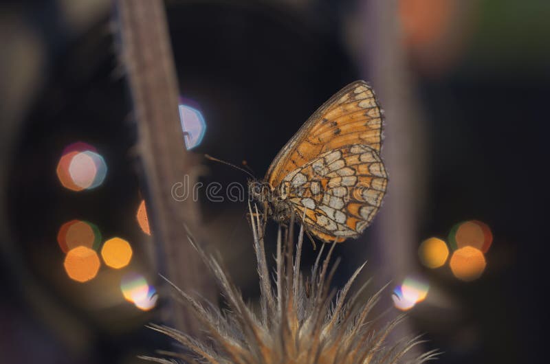 Melitaea telona, close-up, macrofotografie - vlinder op een dikke laag royalty-vrije stock fotografie Melitaea telona, close-up, macrofotografie - vlinder op een dikke laag royalty-vrije stock fotografie