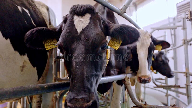 Melkkoeien op melklandbouwbedrijf Proces die melkkoeien op melklandbouwbedrijf melken