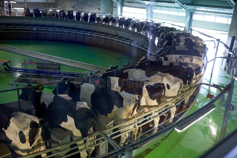 Agriculture industry, farming and animal husbandry concept - process of milking cows at rotary parlour system on dairy farm. Agriculture industry, farming and animal husbandry concept - process of milking cows at rotary parlour system on dairy farm