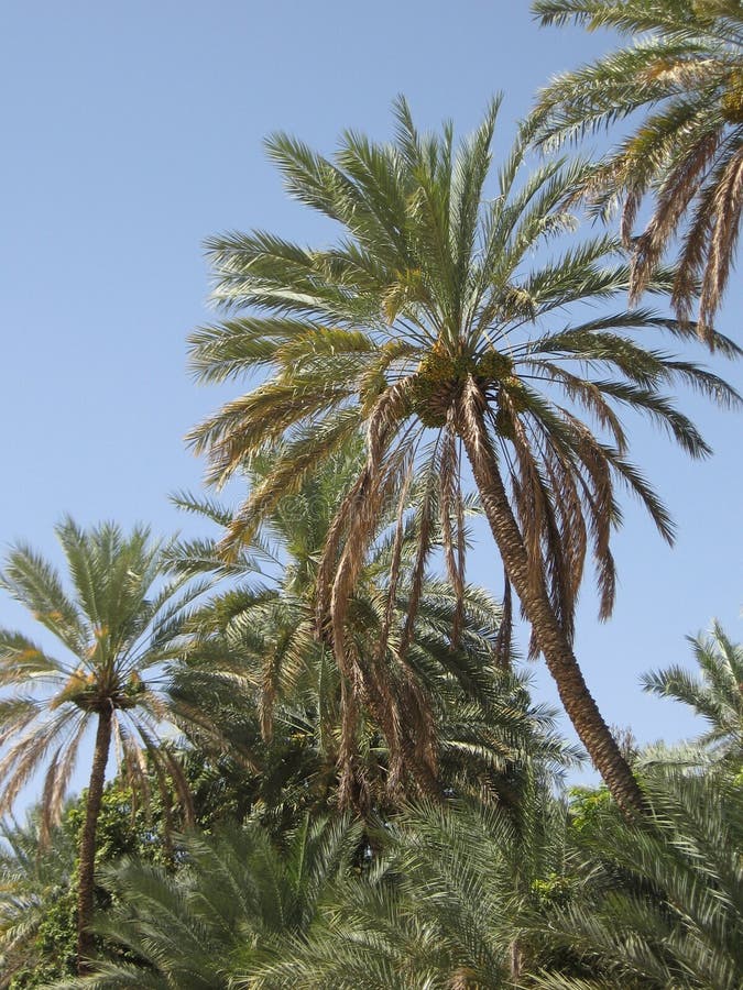 Mellanösten eller Afrika, pittoreskt fotografi för palmträdlandskaplandskap arkivfoton Mellanösten eller Afrika, pittoreskt fotografi för palmträdlandskaplandskap arkivfoton