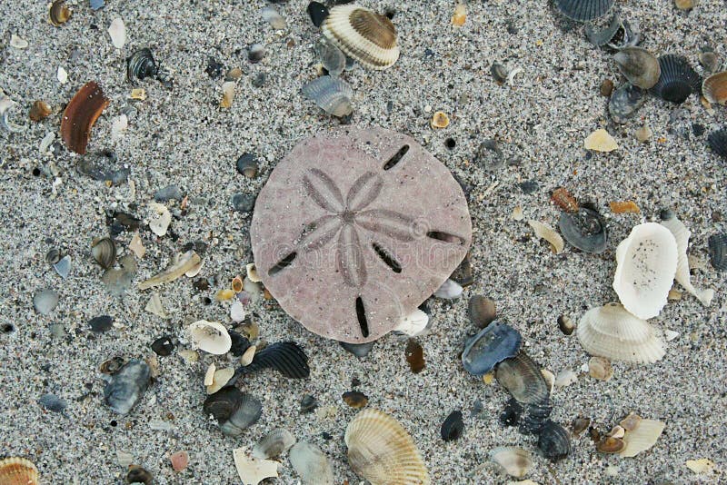 TREASURE ISLAND Sand Dollar Made with Sand Tropical Beach Ornament 
