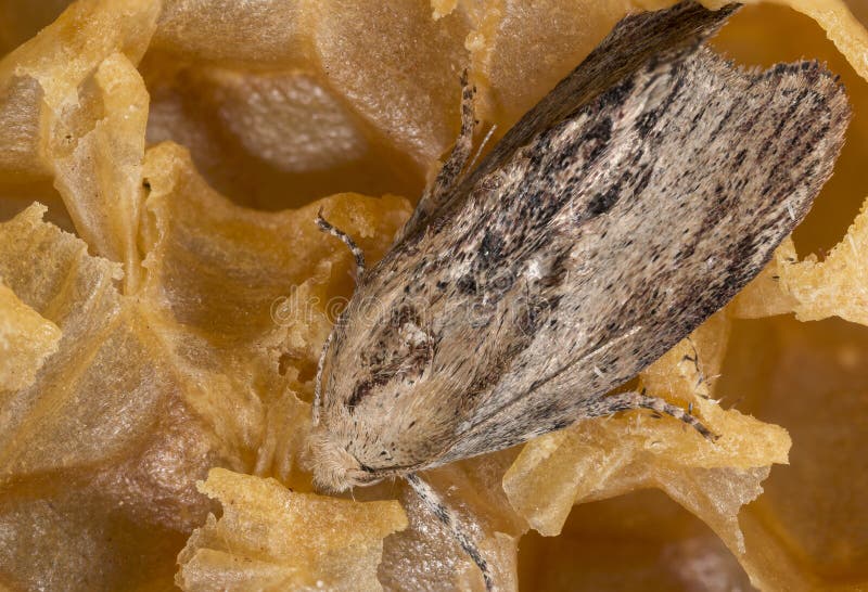 How to Treat Wax Moths in Beehives - BeeKeepClub Wax moth, Bee hive, Moth