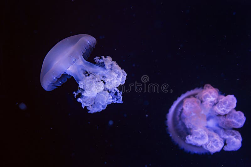 Mellyfishes ultraviolet colorati di luna nell'acqua immagine stock Mellyfishes ultraviolet colorati di luna nell'acqua immagine stock