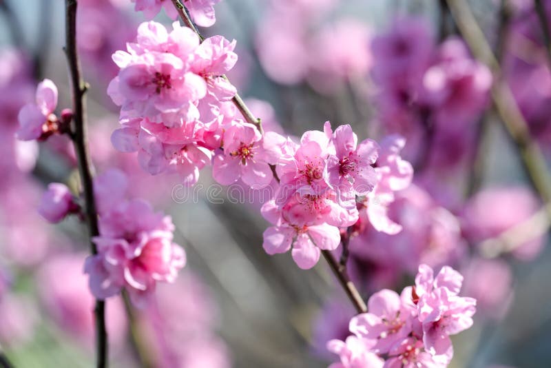 Melocotón Prunus Persica Primavera Resplandor Rosa Floración En Primavera  Foto de archivo - Imagen de flor, flores: 214837450